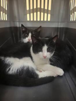 Rescue Tuxedo Cats for Adoption in Woodmere, New York - Paulie & Benji | PetCurious