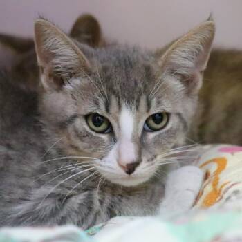 Dipper -  Domestic Medium Hair Cat for Adoption in Sarasota, Florida - Dipper | PetCurious
