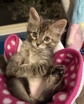 Alice 5179 -  Domestic Short Hair Cat for Adoption in Bonsall, California - Alice 5179 | PetCurious