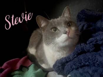 Rescue Domestic Short Hair Cats for Adoption in Goodyear, Arizona - Stevie | PetCurious