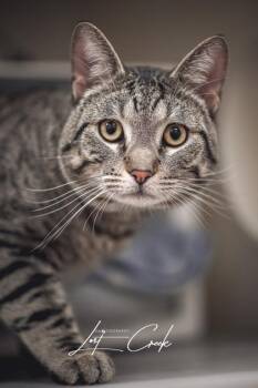 Domestic Short Hair Cats Available for Adoption in Kalispell, Montana - Dexter | PetCurious