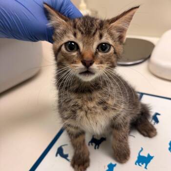 Date -  Domestic Short Hair Cat for Adoption in Lynchburg, Virginia - Date | PetCurious