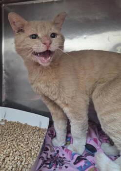 Retiring Danny -  Domestic Medium Hair Cat Available for Adoption in El Paso, Texas - Retiring Danny | PetCurious