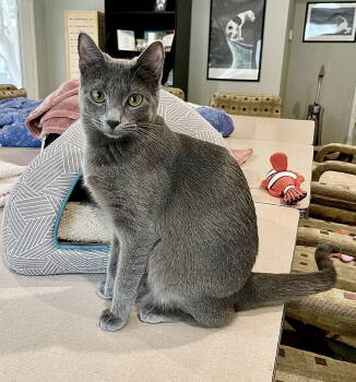 Rescue Domestic Short Hair and Russian Blue Cats for Adoption in Texarkana, Texas - Ashley | PetCurious