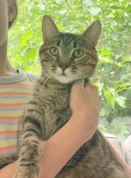 Mamalaide -  Domestic Short Hair Cat for Adoption in Kansas City, Missouri - Mamalaide | PetCurious