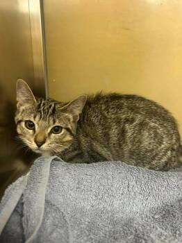 ONYX -  Domestic Short Hair Cat for Adoption in Fort Myers, Florida - ONYX | PetCurious