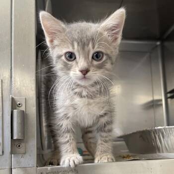 Domestic Short Hair Cats Available for Adoption in Long Beach, California - Yelly | PetCurious