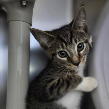 Little Jack Horner -  Domestic Short Hair Cat for Adoption in Windsor, Virginia - Little Jack Horner | PetCurious