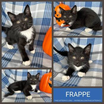 Frappe -  Domestic Short Hair Cat for Adoption in Corpus Christi, Texas - Frappe | PetCurious