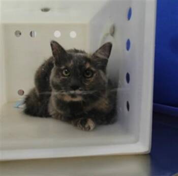 SABRINA -  Domestic Short Hair Cat for Adoption in Albuquerque, New Mexico - SABRINA | PetCurious