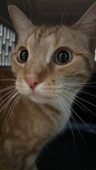 Citrus -  Domestic Short Hair Cat for Adoption in New Braunfels, Texas - Citrus | PetCurious