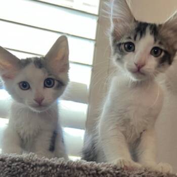 Shadow -  Domestic Short Hair Cat for Adoption in Las Vegas, Nevada - Shadow | PetCurious