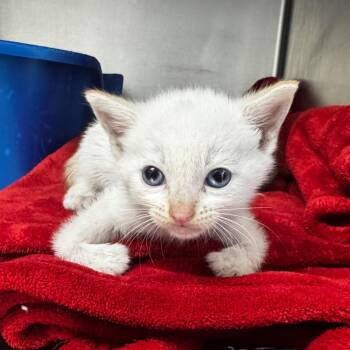 Fredrick -  Extra Toes Cat Hemingway Polydactyl and Siamese Cat for Adoption in Los Angeles, California - Fredrick | PetCurious