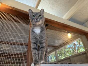 Rescue Domestic Short Hair Cats for Adoption in Marana, Arizona - Arco | PetCurious