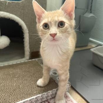Siggi -  Domestic Short Hair Cat for Adoption in Chandler, Arizona - Siggi | PetCurious