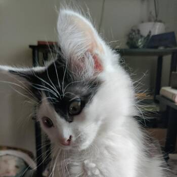 Domestic Short Hair Cats Available for Adoption in Lynchburg, Virginia - Princess | PetCurious