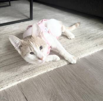 Rescue Domestic Short Hair Cats for Adoption in New York, New York - Snow | PetCurious