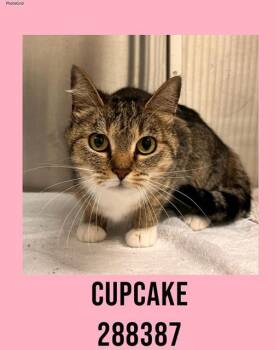 Domestic Short Hair Cats Available for Adoption in Macon, Georgia - CUPCAKE | PetCurious