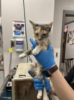 Domestic Short Hair Cats Available for Adoption - Cat 1 | PetCurious