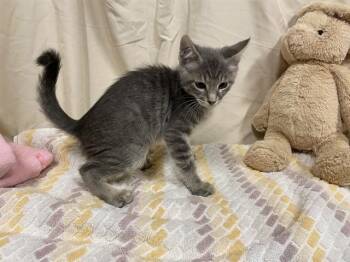 Domestic Short Hair Cats Available for Adoption - BEASTBOY | PetCurious