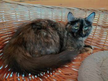 Rhea -  Domestic Medium Hair Cat for Adoption in Littleton, New Hampshire - Rhea | PetCurious