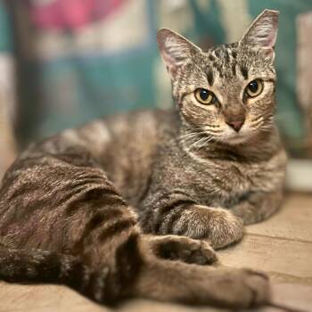 Wrendolyn -  Tabby Cat for Adoption in Austin, Texas - Wrendolyn | PetCurious