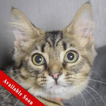 Tabby and Domestic Medium Hair Cats Available for Adoption in Huntley, Illinois - Maui | PetCurious