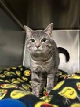 Rescue Domestic Short Hair Cats for Adoption in Manitowoc, Wisconsin - Malcolm | PetCurious