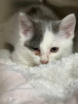 TITO -  Domestic Short Hair Cat for Adoption in Aliquippa, Pennsylvania - TITO | PetCurious