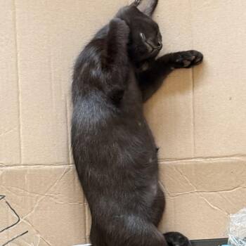 Jag -  Domestic Short Hair Cat for Adoption in Oceanside, California - Jag | PetCurious