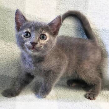 Lyric -  Domestic Short Hair Cat Available for Adoption in Mt. Juliet, Tennessee - Lyric | PetCurious