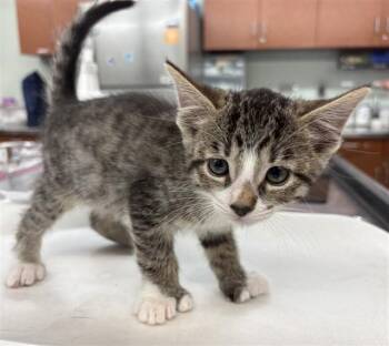 WILBUR -  Domestic Medium Hair Cat Available for Adoption in Rancho Cucamonga, California - WILBUR | PetCurious