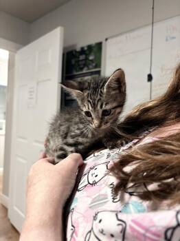 Hammerhead -  Domestic Short Hair Cat for Adoption in Bolivar, Missouri - Hammerhead | PetCurious