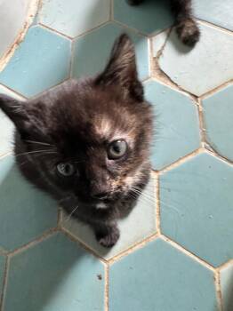 Rescue Domestic Short Hair Cats for Adoption in Beverly Hills, California - Olive And Kittens | PetCurious
