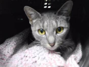Domestic Short Hair Cats Available for Adoption in Omaha, Nebraska - MEATLOAF MOLLY | PetCurious