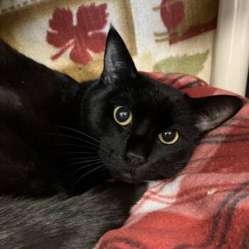 Domestic Short Hair Cats Available for Adoption - The Last Airbender | PetCurious