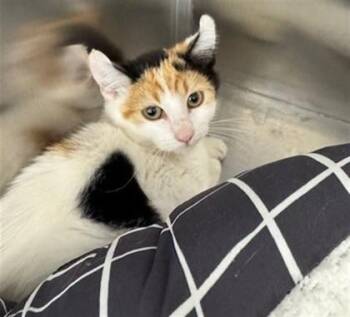 Domestic Short Hair Cats Available for Adoption - Mila | PetCurious