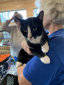 Rescue Tuxedo Cats for Adoption in Hawley, Pennsylvania - Stryder | PetCurious
