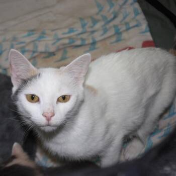 Valerie -  Domestic Short Hair Cat for Adoption in Washington, District Of Columbia - Valerie | PetCurious