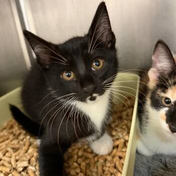 Zoro -  Domestic Short Hair Cat for Adoption in Port Charlotte, Florida - Zoro | PetCurious