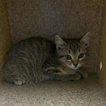 Marie Pawtoinette -  Domestic Short Hair Cat for Adoption in Cheyenne, Wyoming - Marie Pawtoinette | PetCurious