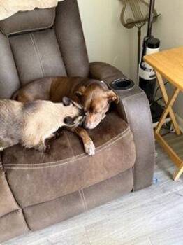 Toffee -  Siamese Cat Available for Adoption in Oakland Park, Florida - Toffee | PetCurious