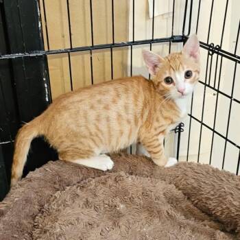 Tab LaGiglia -  Domestic Short Hair Cat for Adoption in Eagle Mountain, Utah - Tab LaGiglia | PetCurious