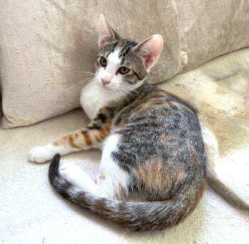 Sweetie (A140305) -  Calico and Tabby Cat for Adoption in Burbank, California - Sweetie (A140305) | PetCurious