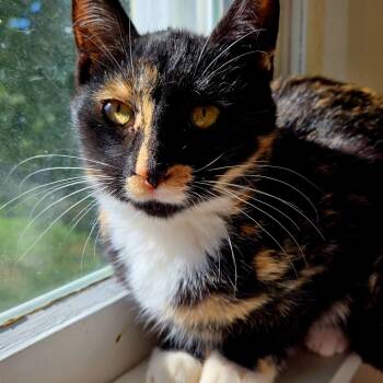Rescue Domestic Short Hair Cats for Adoption in Byron Center, Michigan - Sarah | PetCurious