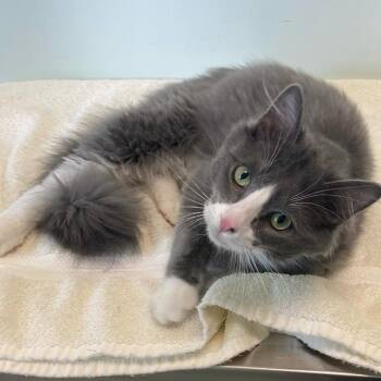 Domestic Medium Hair Cats Available for Adoption - Toadstool | PetCurious