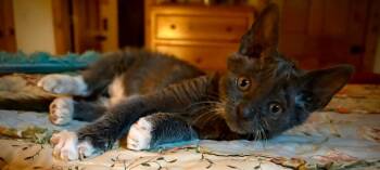 Rescue Domestic Short Hair Cats for Adoption in Ellijay, Georgia - Graydy | PetCurious