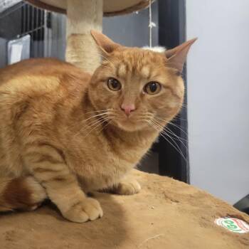 Domestic Short Hair Cats Available for Adoption in Cabot, Arkansas - Sora | PetCurious