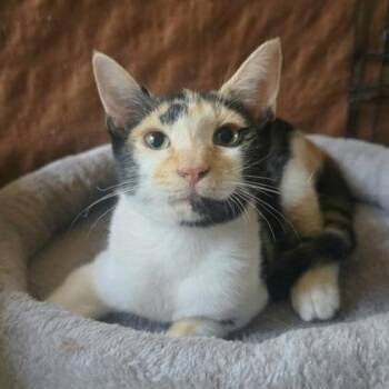 Topaz -  Domestic Short Hair Cat for Adoption in Warr Acres, Oklahoma - Topaz | PetCurious