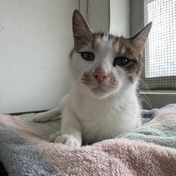 Domestic Short Hair Cats Available for Adoption in Quakertown, Pennsylvania - Cali | PetCurious